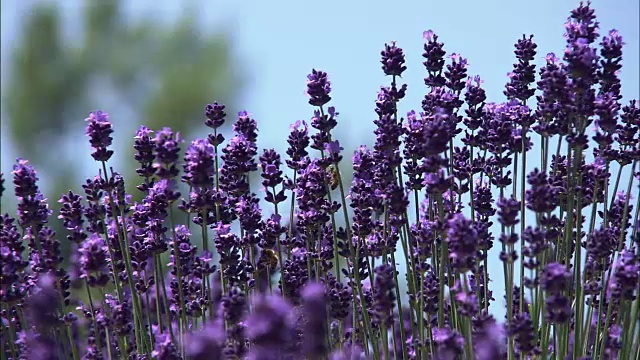 特写镜头;深紫色薰衣草，北海道，日本视频素材