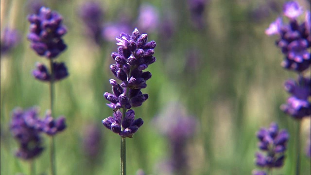 特写镜头;深紫色薰衣草，北海道，日本视频素材