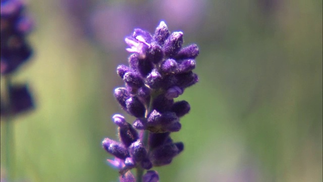 特写镜头;深紫色薰衣草，北海道，日本视频素材