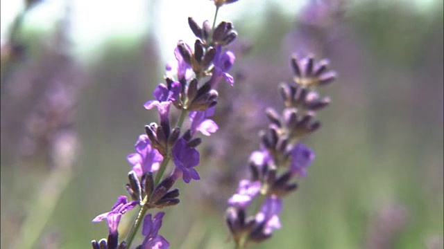 特写镜头;薰衣草田，北海道，日本视频素材