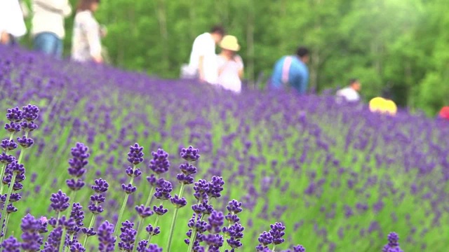 日本北海道富田农场的薰衣草田视频素材