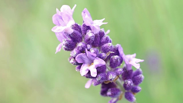 特写镜头;薰衣草田，北海道，日本视频素材