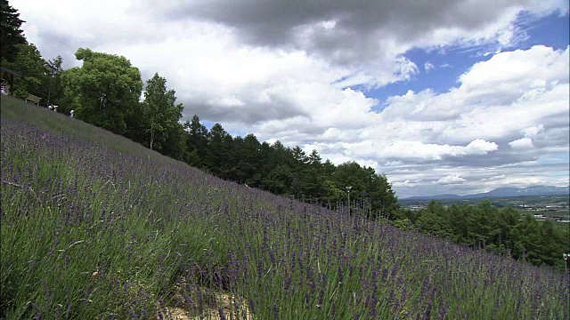 日本北海道，中村野市政薰衣草园视频素材