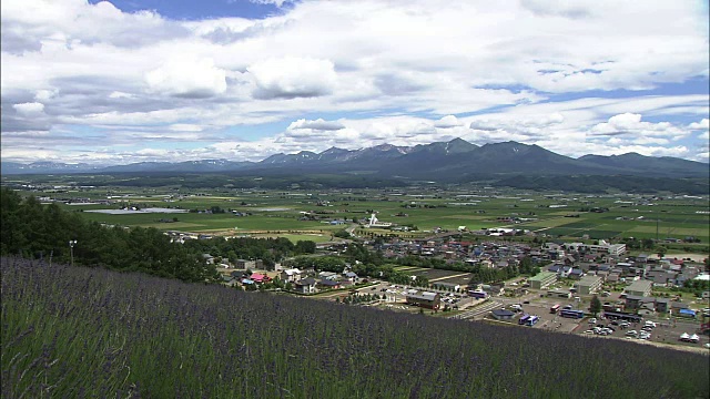 日本北海道，中村野市政薰衣草园视频素材