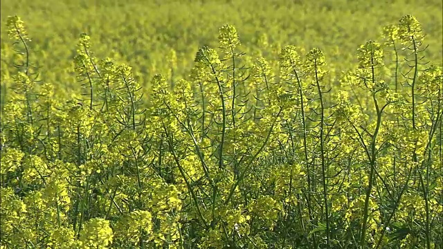 白芥菜田，北海道，日本视频素材