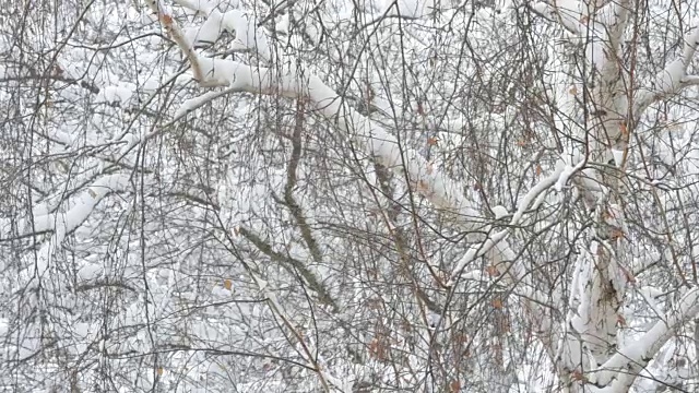 雪花落在白桦树的背景上视频素材