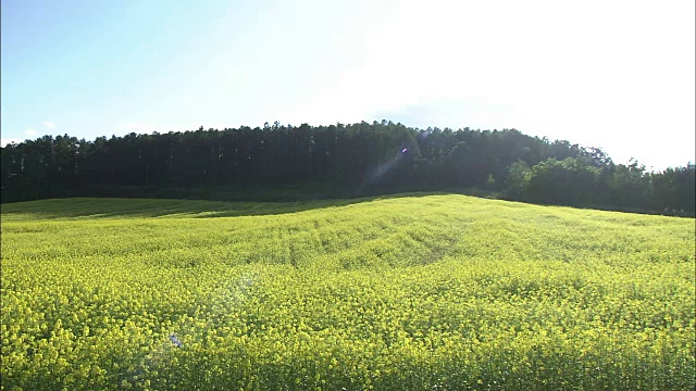 白芥菜田，北海道，日本视频素材