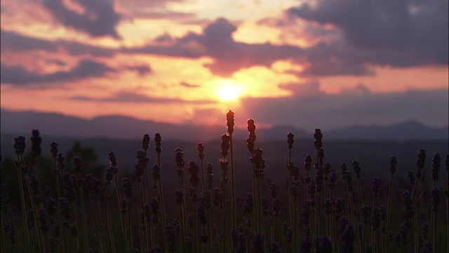 黄昏的薰衣草田，日本北海道视频素材