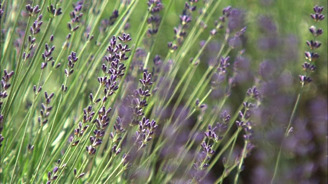 特写镜头;薰衣草田，北海道，日本视频素材