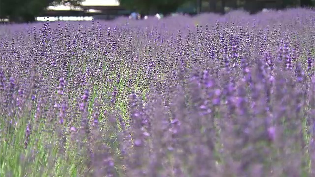 薰衣草田，北海道，日本视频素材