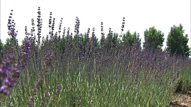 薰衣草田，北海道，日本视频素材