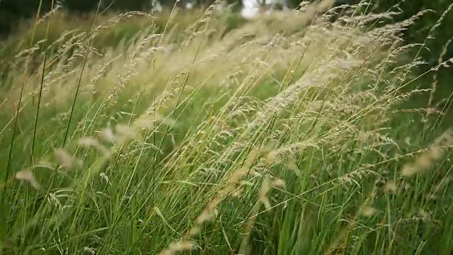 美丽的长草在风中摇曳。草甸草地的背景。视频素材