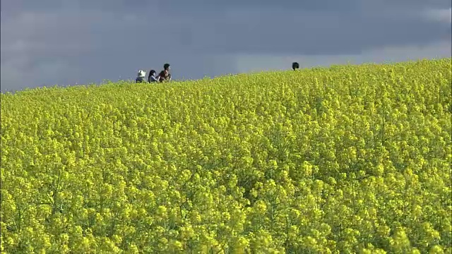 白芥菜田，北海道，日本视频素材