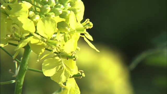 白芥菜田，北海道，日本视频素材