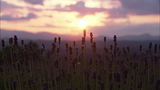 黄昏的薰衣草田，日本北海道视频素材