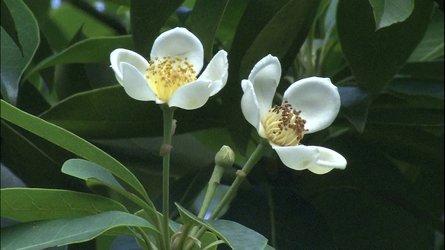 玫瑰木之花。视频素材