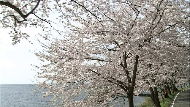 琵琶湖从湖边的道路。视频素材