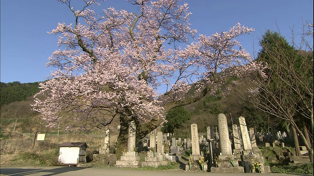 正野樱花盛开。视频素材