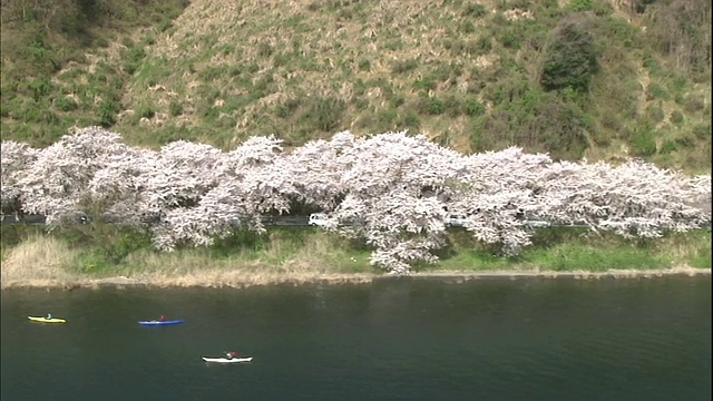 600棵染井吉野樱花树盛开在江左崎湖畔。视频素材