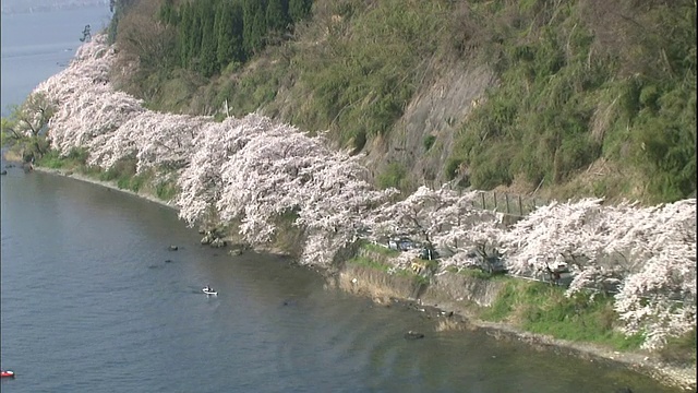 600棵染井吉野樱花树盛开在江左崎湖畔。视频素材