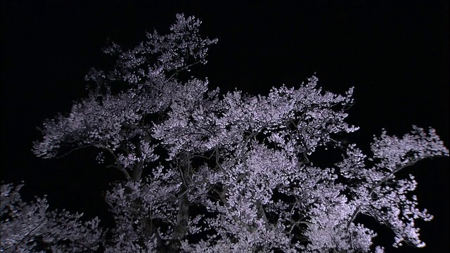 樱花盛开。视频素材