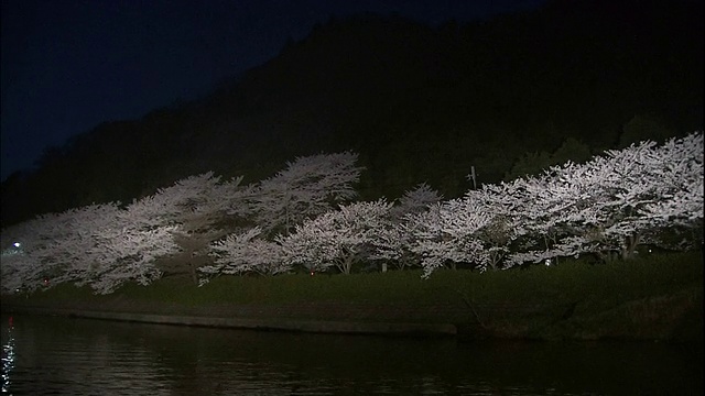 一排樱花树开左崎。视频素材