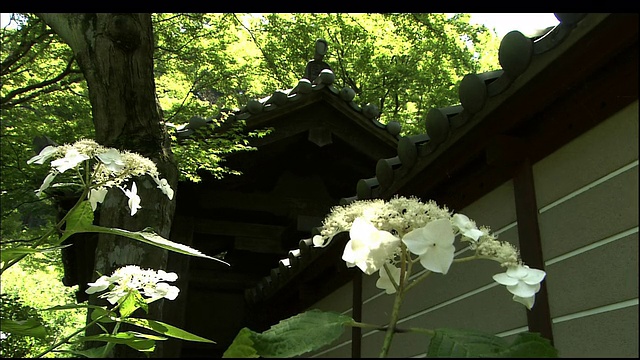 寺庙和白花绣球花。视频素材