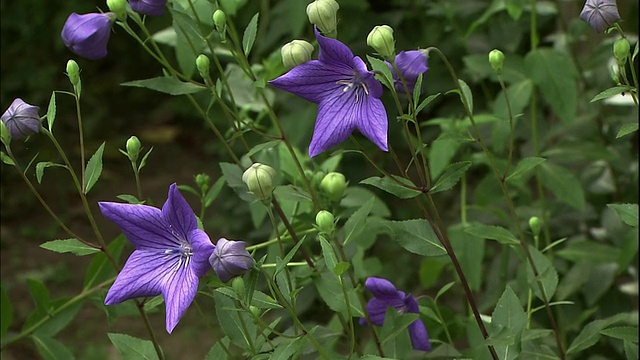 气球花和它的芽。视频素材