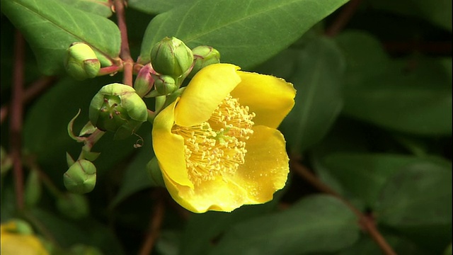 金丝桃属植物patulum花。视频素材