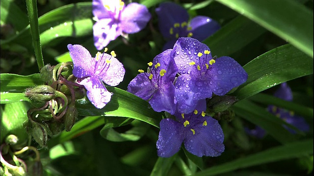 湿tradescantia弗吉尼亚花。视频素材