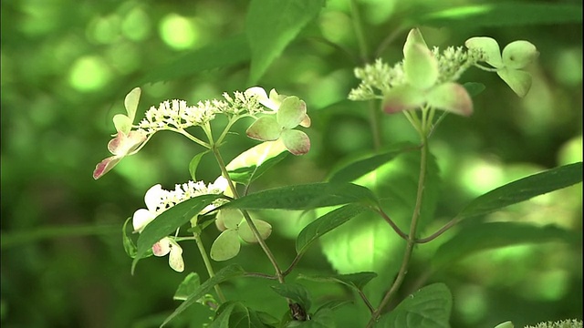 绣球花macrophylla味蕾。视频素材