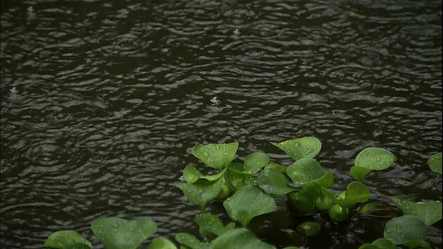 大雨滴击中一个池塘和树叶沉重。视频素材