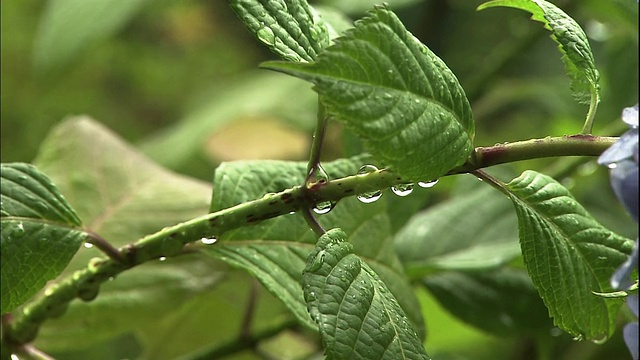 湿盛开的绣球花。视频素材