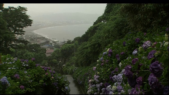 海滩，森林和灌木丛的广角镜头。视频素材