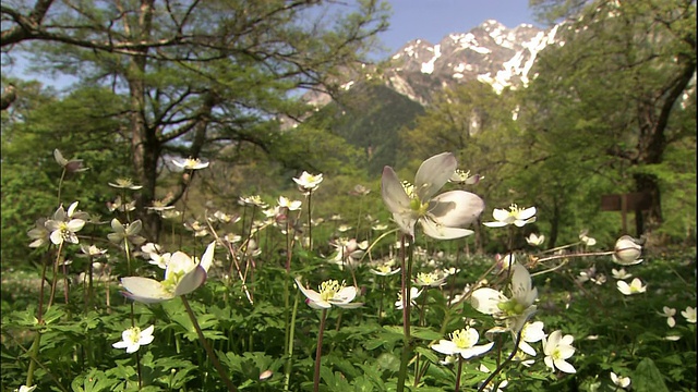 银莲花花田。视频素材