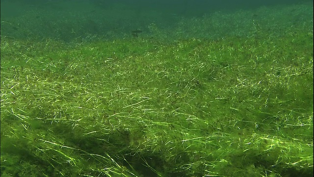 日本毛茛在阿苏沙河水下的变种。视频素材