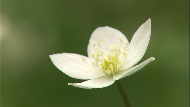 一朵银莲花。视频素材