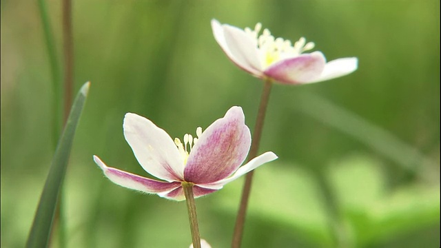 海葵flaccida花。视频素材