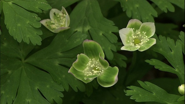 一种银莲花和一种银莲花。视频素材