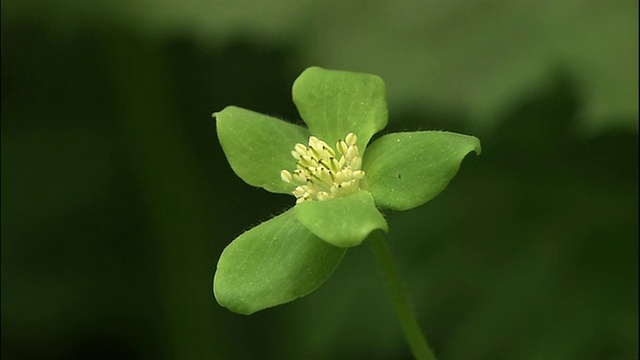 淡银莲花f. schmidt f. viridis Tatew花。视频素材