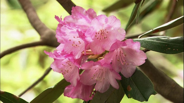 一束日本杜鹃(rhododendron japonoheptamerum)。视频素材