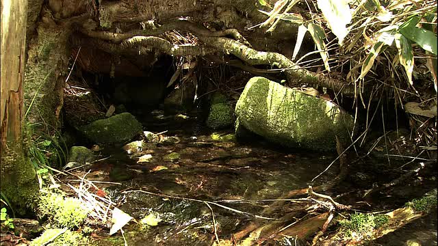 冰冷的水从岩石中涌出。视频素材