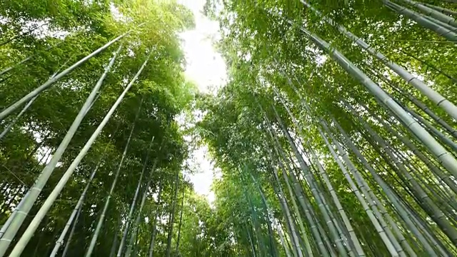 竹林的倾斜视图，岚山，日本京都视频素材