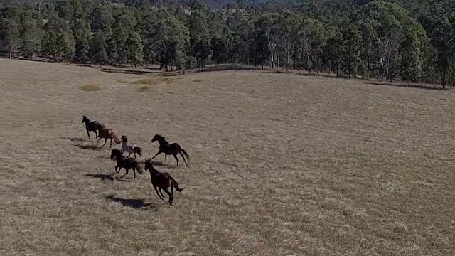 野生澳大利亚Brumbies无人机视频下载