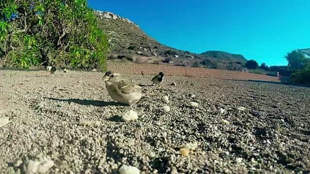 小麻雀在地上吃东西视频下载