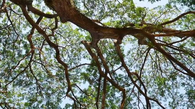 大含羞草树与阳光滑块场景视频素材