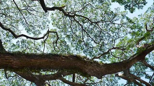 大含羞草树与阳光滑块场景视频素材