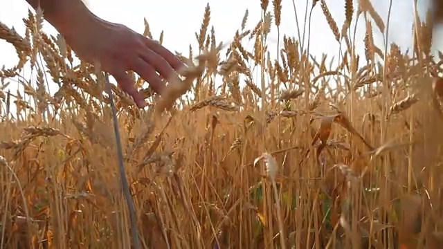 男人的手在田里移动着小麦。成熟的谷地和人的手触摸着夏天的麦田里的小麦。人们穿过麦田，在日落时触摸麦穗。缓慢的莫视频素材