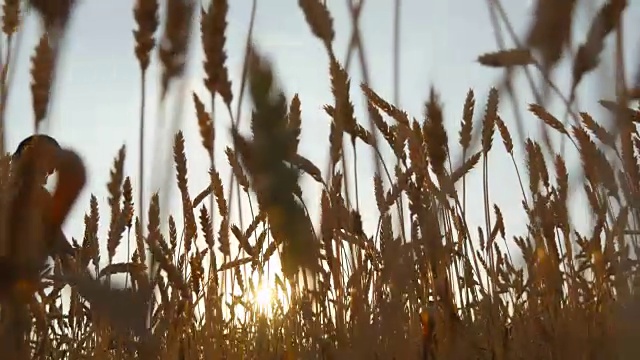 男人的手在田里移动着小麦。成熟的谷地和人的手触摸着夏天的麦田里的小麦。人们穿过麦田，在日落时触摸麦穗视频素材