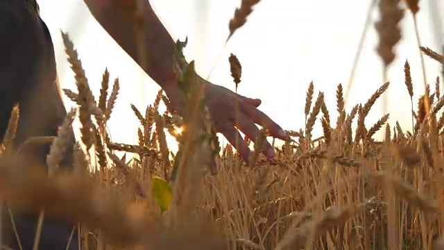 男人的手在田里移动着小麦。成熟的谷地和人的手触摸着夏天的麦田里的小麦。人们穿过麦田，在日落时触摸麦穗视频素材